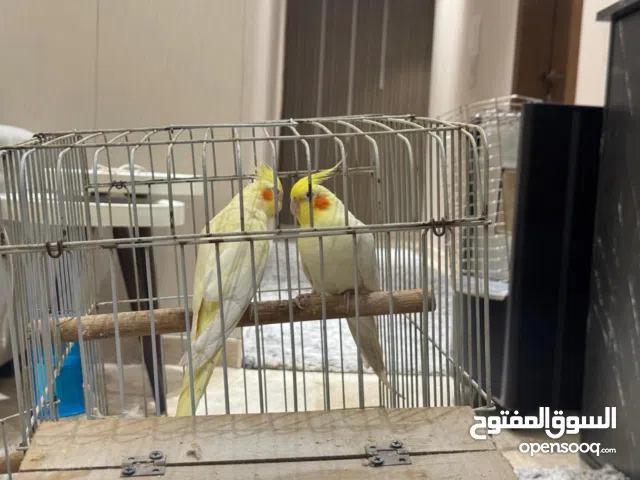 جوز كوكتيل تحتي فراخ وبيض اصفر بلاتينيوم شغال ميه الميه