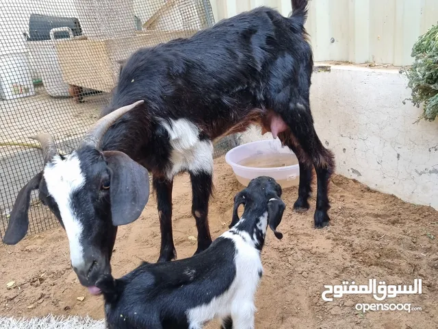 عنز محليه اول بطن