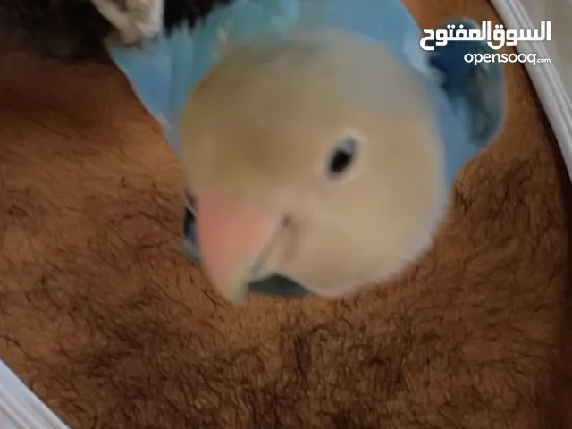 انثتين وذكر روز اليفات جذا جددا عمرهم 5 اشهر جاهزات حج التزاوج لهذا الموسم من ساس اليف جدا جدا.