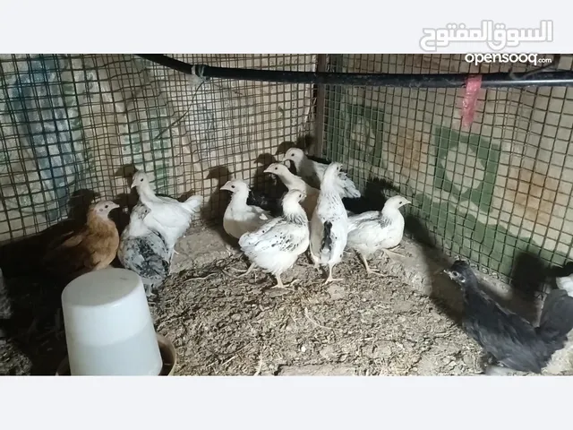 دجاج الفرنسي