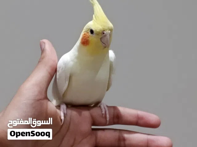 طير كوكتيل لاتينو