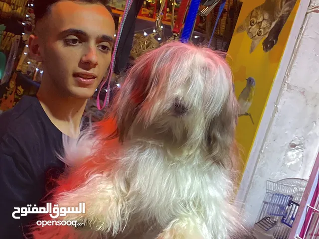 كلاب بومرينيان للبيع او التبني في مصر : كلب بومرينيان : افضل سعر | السوق  المفتوح