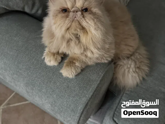 قط ذكر بيكي فيس بيرشين منتج للبيع