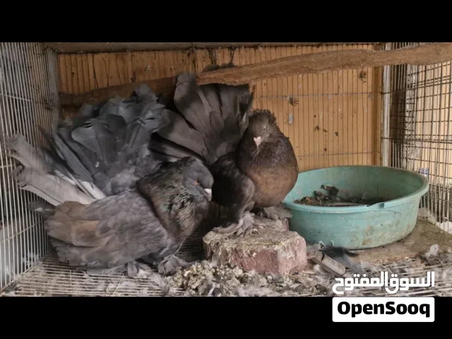 للبيع.أو بدل  زوج شمسي أمريكي
