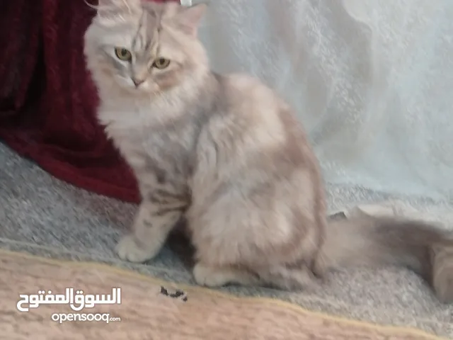 بزازين نوع هملايه