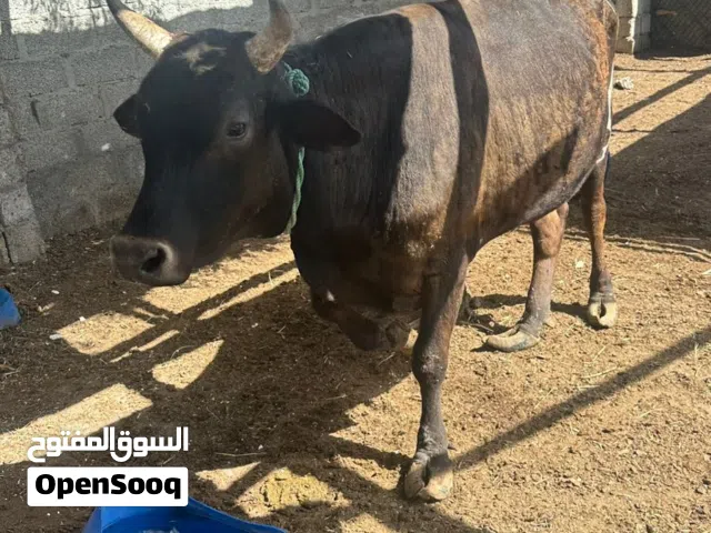 عجل نمساوي