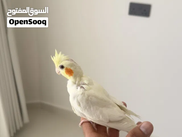 كوكتيل للبيع