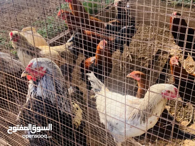 ديوك برهمي وبالدي