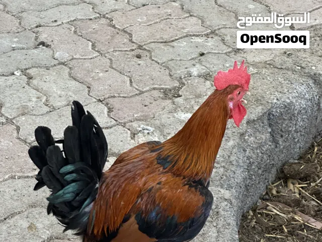 ديك محلي للبيع