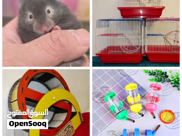 قفص هامستر في جامعه حلوان كلمني واتس
