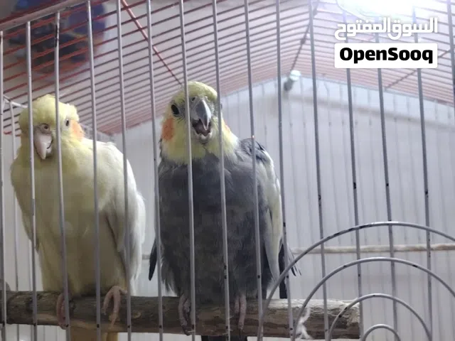 طيور كوكتيل العدد 2 + 2 طيور حب (للمعلومة متزاوجات)