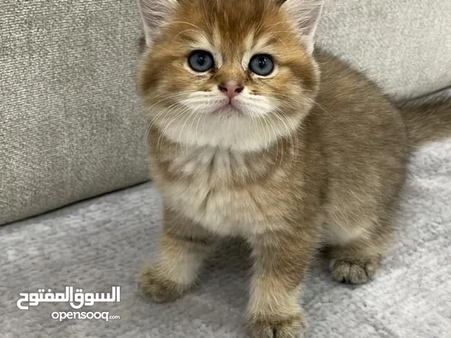 قطط كتن للحجز