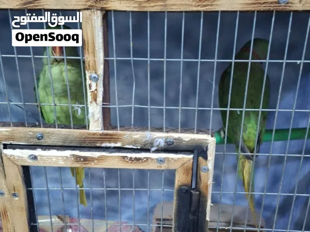ببغاء نيبالي زوج اليف فول