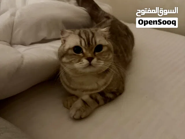 ذكر سكوتش فواد ماربل