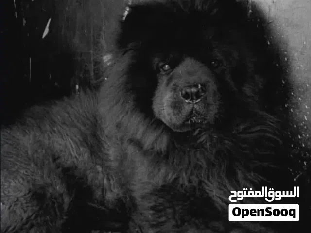 تشاو تشاو لون اسود شعر كثيف لعوب وهادي وحنون كثير ومعاه كرت مطاعيم وماخذ كل المطاعيم