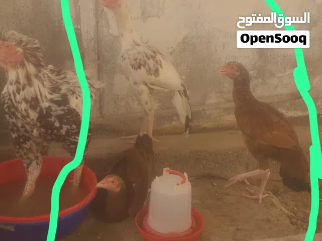 دجاج باكستاني 3 حبات مامتأكد ديكين ودجاجه. او دجاجتين وديك . بيع جمله الوحده 9 ريال المجموع ثلاث 27