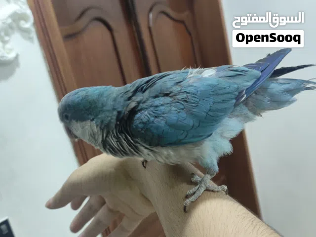كويكر اليف جدا يكول حبيبي ويصوفر عمر سنتين
