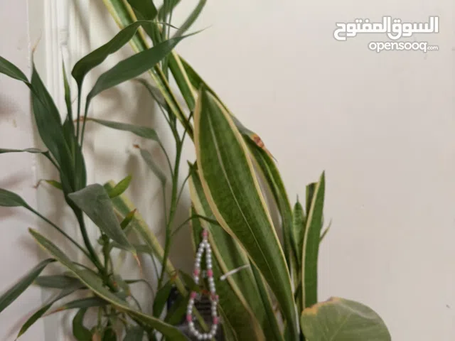 Snake plant and lucky bamboo