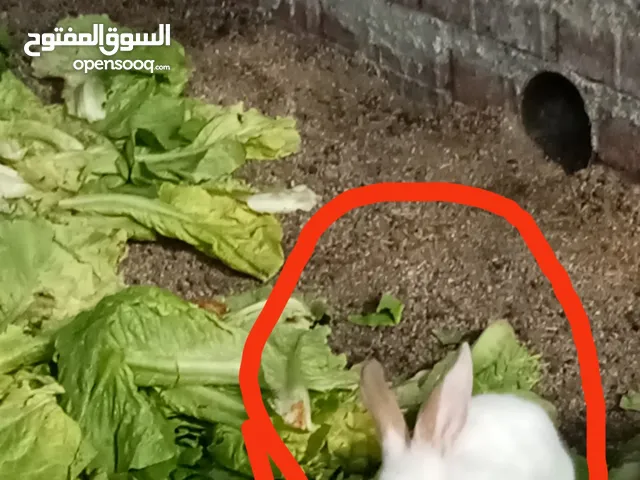للبيع ارانب ذكور فقط