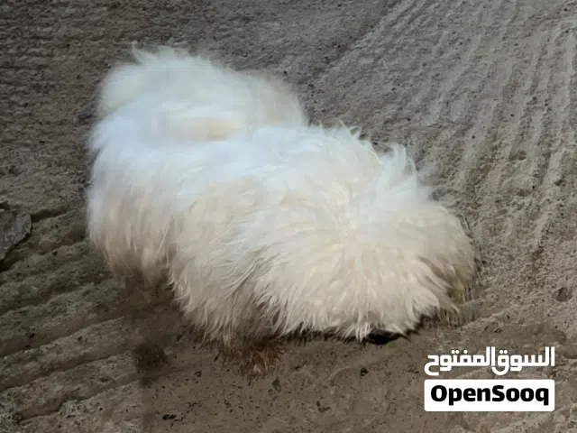 سبب البيع عدم التفرغ اخذ حقنه ،، أليف  الاسم :: جوست