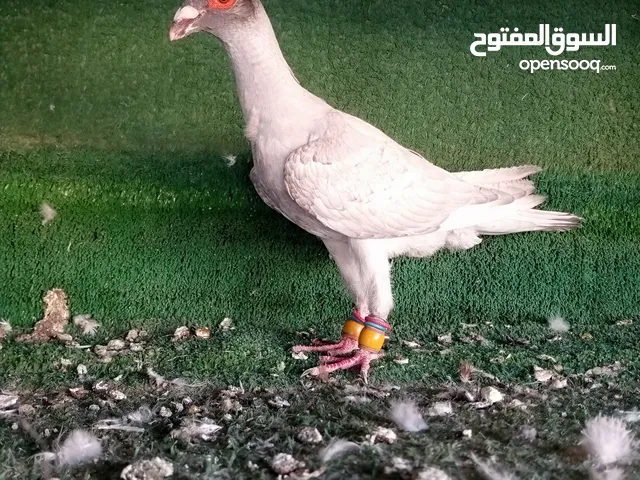 الزرقاء الجبل البيض