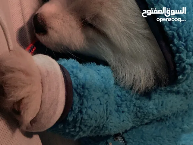 كلب سامويد بيور للبيع