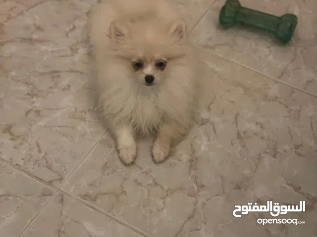 available tea cup female pomeranian 6 month old vaccination and passport available