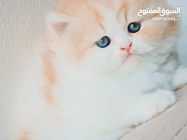 انثى وذكر بيرشن فان ريد اند كريم 48 يوم مدربين ومطعمين حشرات