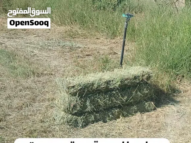 تتوفر لدينا برايد للبيع قصة جديدة