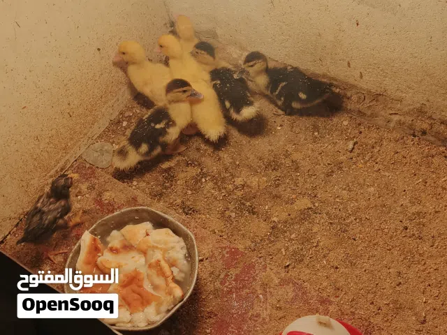 الامن الداخلي