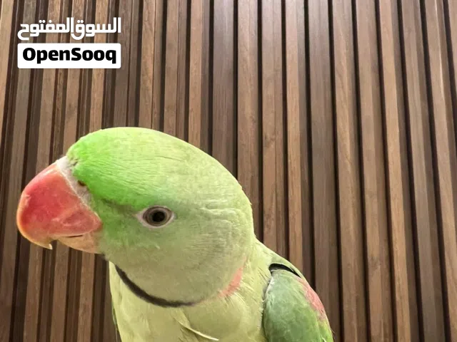 متوه نيباليه للبيع