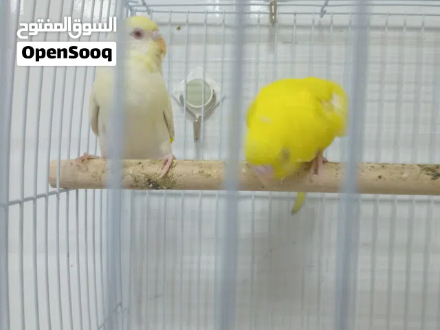 زوج بغبغاء البجي