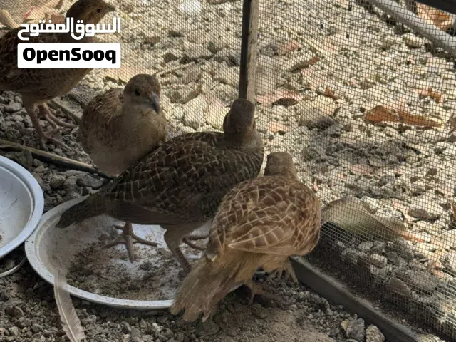 صفارد باكستاني جامبو
