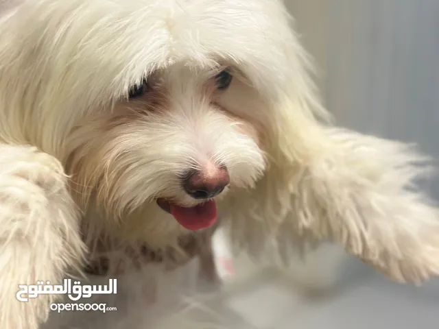كلب أنثى لعوب جدا وينفذ أوامر