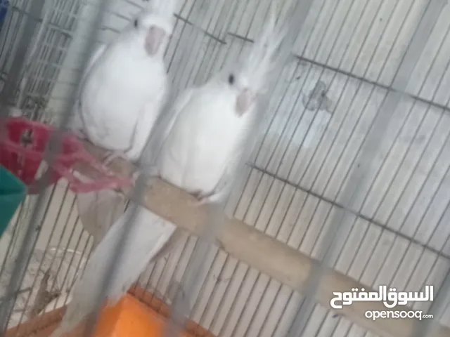 جوز البينو تحته بيض اول خيره