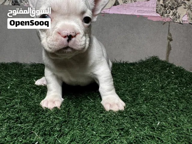 Premium Fluffy French Bulldog Puppies