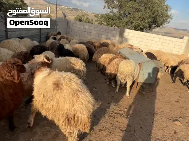 خرفان ما شاء الله تبارك الرحمن