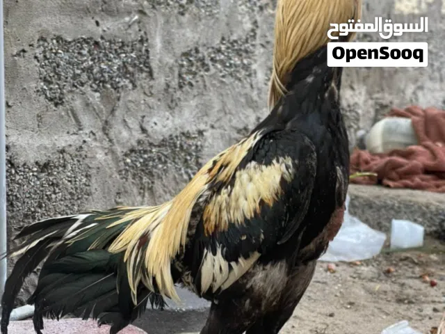 ديك للبيع ينفع حال ميدان