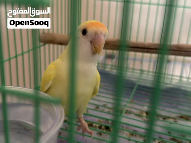 روز أليفات وطيران داخلي
