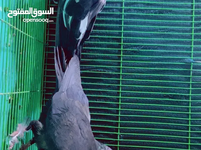 حمام للبيع كلمن وسعره او مراوس اقره لوصف مهم