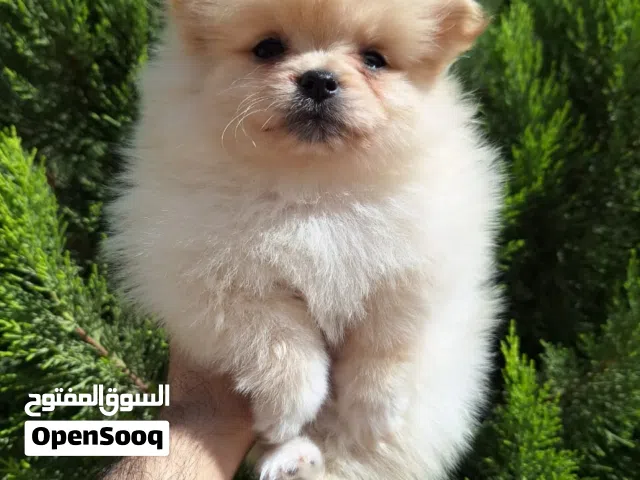 Pomeranian t_cup  بومارينيان تيكب تدي بير أصغر حجم