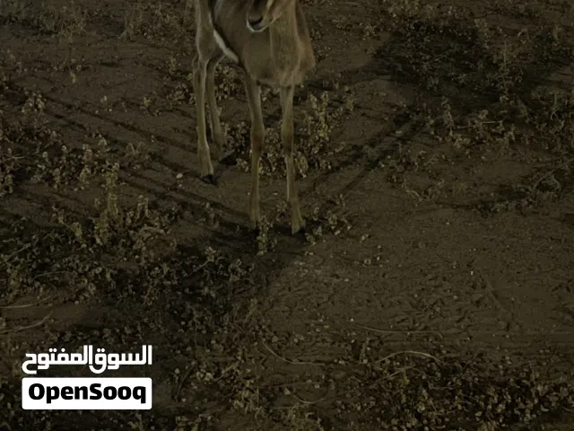 غزال دماني