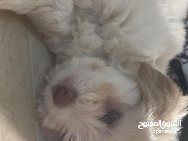 للبيع كلبه جولدن ريتريفر جمال وحنان وذكاء