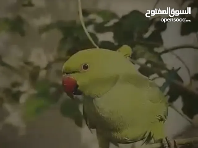 ببغاء درة افريقي