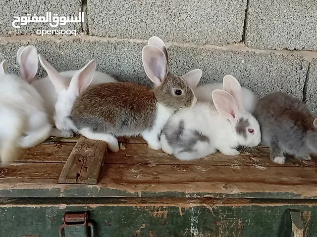 ارانب إنتاج