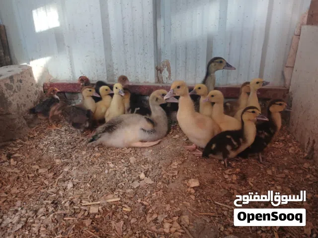 بط مصري عمر شهر