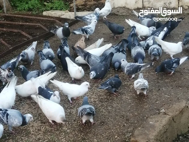 حمام للبيع نخب النخب صحه ونظافة
