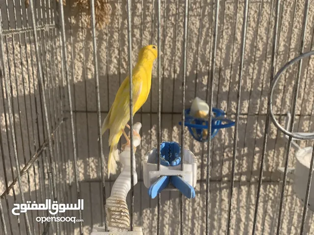 كنار هوزو بلدي ومختم
