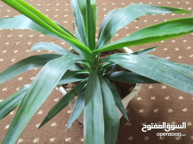 نبتة اليوغا