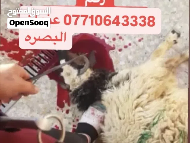 العنده ذبيحه. يرسل وتساب اشتغل مناطق البصره المعقل. وشط العراب الجزيره فقط